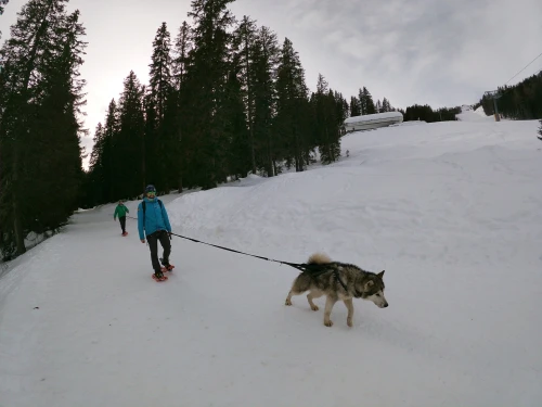 Wild Dog snowshoeing 
