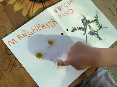 build your own herbarium and flower press_2