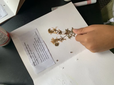 build your own herbarium and flower press_3