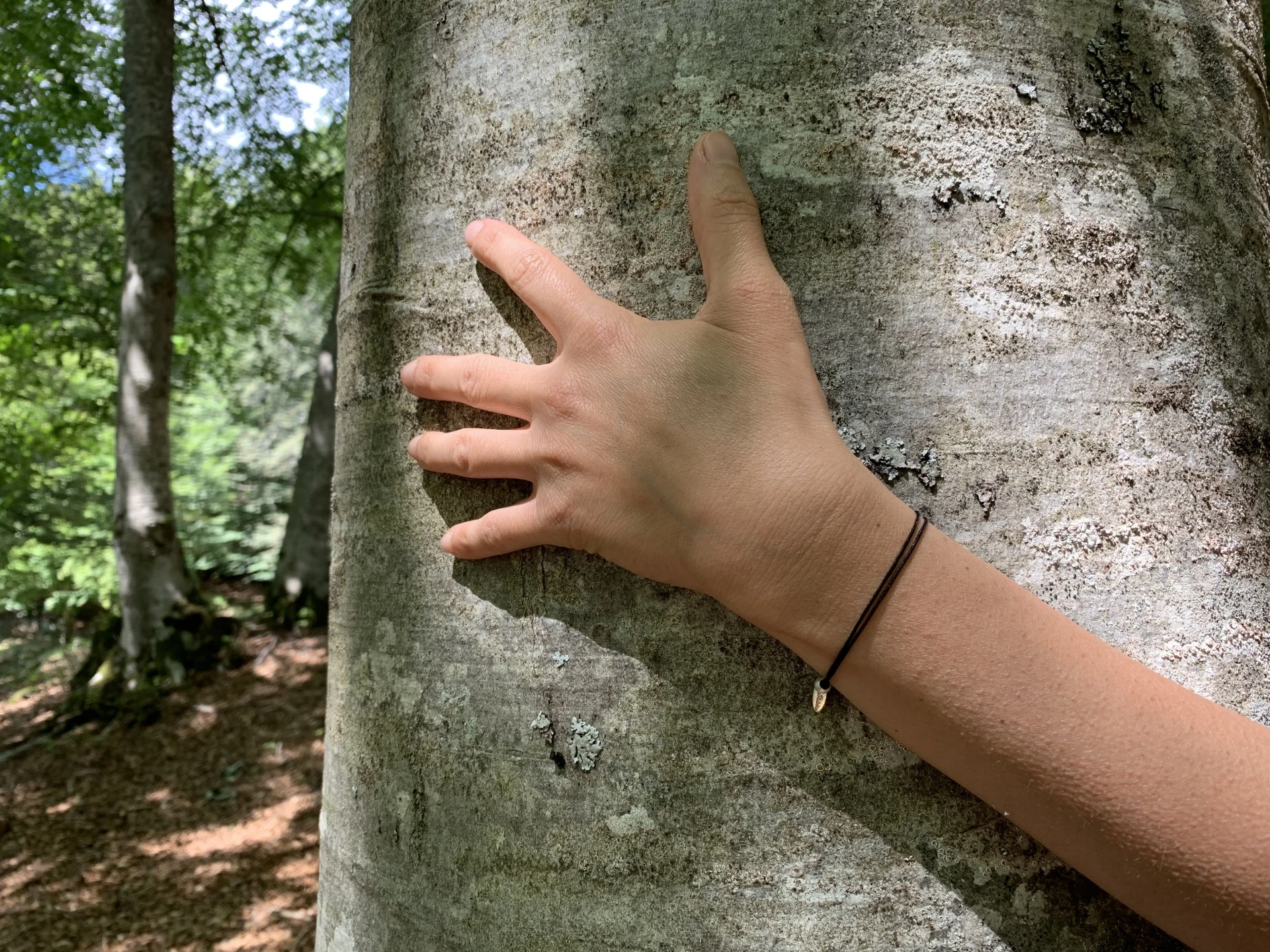 Noi e la natura: forest therapy, tree hugging